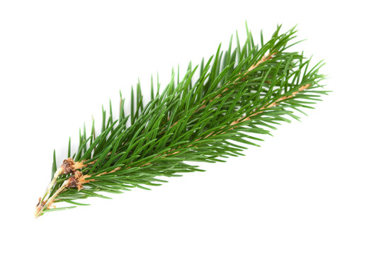 Conifer  tree branch isolated. Nature Symbol of Christmas and New Year on white background.