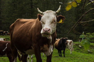 Mucca delle valli piemontesi
