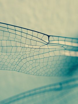 Background dragonfly