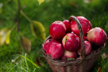 On the grass is a basket. In it red apples with drops water. The background is blurred. Top branch with leaves