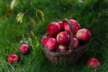 On the grass is a basket. In it red apples with drops water. The background is blurred. Top branch with leaves