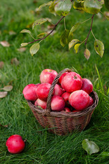 On the grass is a basket. In it red apples with drops water. The background is blurred. Top branch with leaves