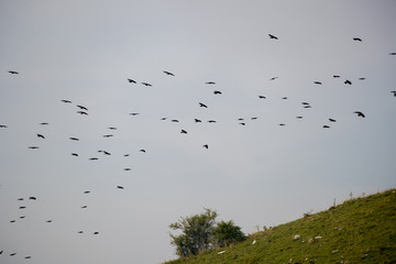 flock of birds flying in the sky