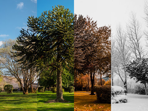 Spring, Summer, Fall And Winter. Four Seasons Photographed In The Same Park, From The Exact Same Location, In Blaina, South Wales UK.