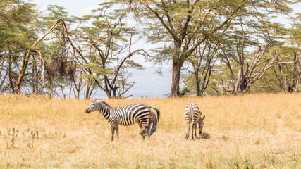 Obraz premium zebra giving birth on a safari drive