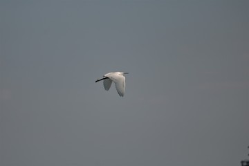 Aigrette garzette