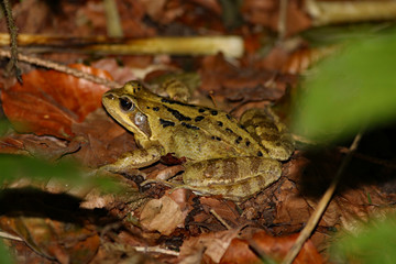 Grasfrosch