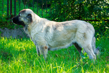 Dog breed Alabai