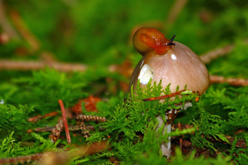 kleiner Pilz mit roter Schnecke