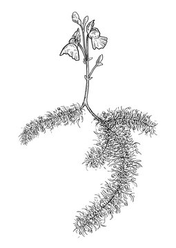 Greater bladderwort illustration, drawing, engraving, ink, line art, vector