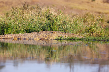 The Nile crocodile (Crocodylus niloticus), pair of a great Nile crocodile in grass on the river bank.