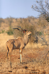 The greater kudu (Tragelaphus strepsiceros), big bul feeds on the leaves of flowering shrub in dry bush.