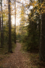 Obraz premium Autumn sun