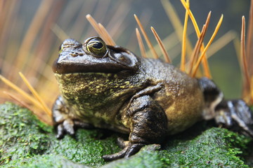 American Bullfrog (Rana Catesbeiana) - obrazy, fototapety, plakaty