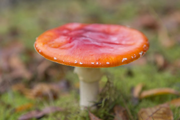 Adult Amanita Muscaria