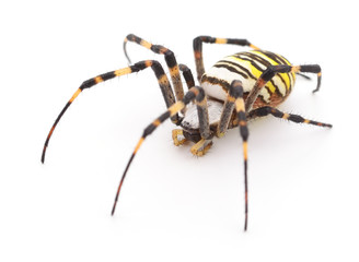 Yellow and brown spider.