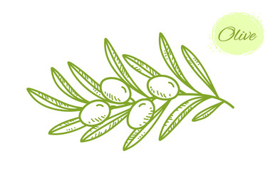 green isolated hand drawn olive branch with leaves