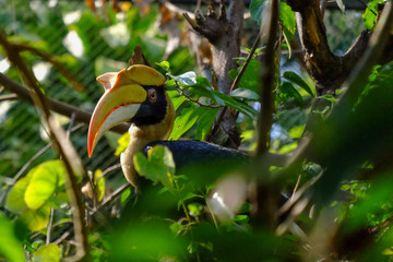 Hornbill in the forest