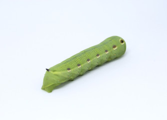 Beautiful caterpillar isolated on white background