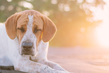 Hundegl&uuml;ck bei Sonnenuntergang