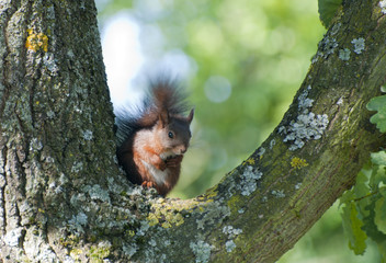 squirrel / Eichhörnchen