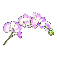 The watercolor vector illustration of bouquet a pink orchid flowers.