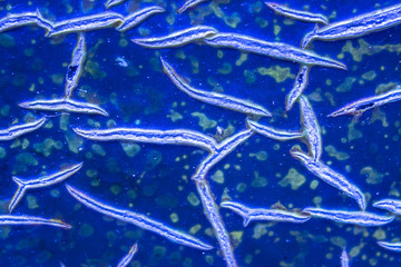 Underwater world, algae, fish chaotic abstract texture background