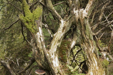Abstract background -  the branches of an old mossy fallen tree in the forest