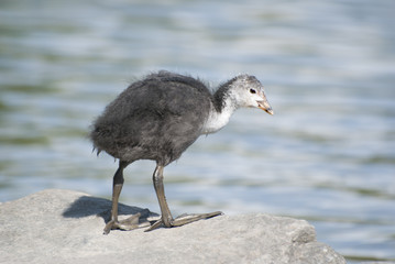Entenbaby steht am Ufer und schaut auf den See / Duck baby is standing on the shore looking at the lake