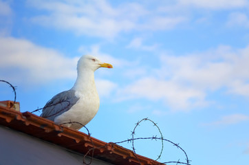Obraz premium A seagull sits on the roof behind barbed wire against a blue sky