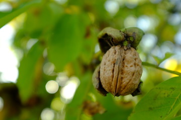 Ripe walnut on the branch in the garden