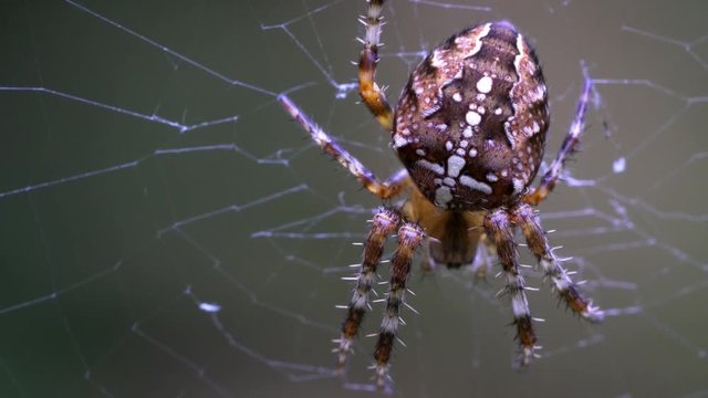 Spider in its web - (4K)