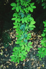 Beautiful of green leaves in the garden