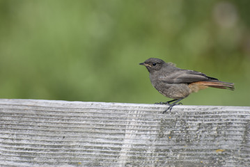 Songbird Taillock / Singvogel Heckenbraunelle