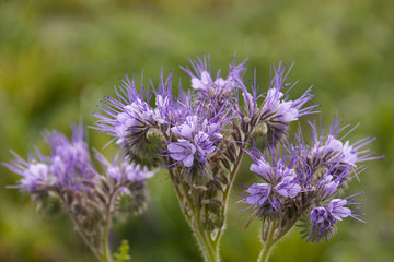 Phacelia 06