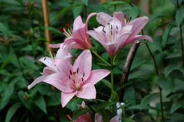 Fototapeta premium pink lily on green background