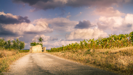 Une ruine au bout de la route des vignes