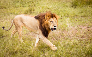 lion walking around