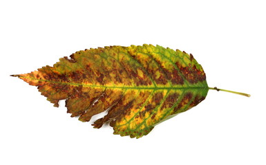 Colorful dry leaf isolated on white background, top view
