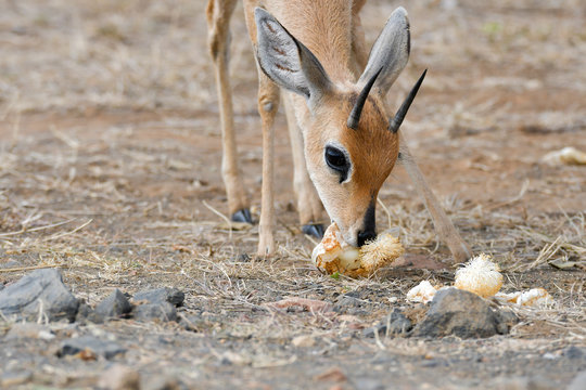Steinb&ouml;ckchen Kr&uuml;ger National Park S&uuml;dafrika