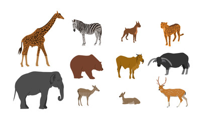 Wildlife Animal collection on white background