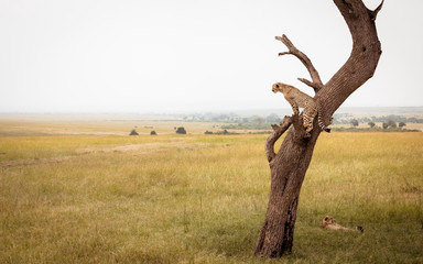 cheetah sitting on a tree looking out for prey