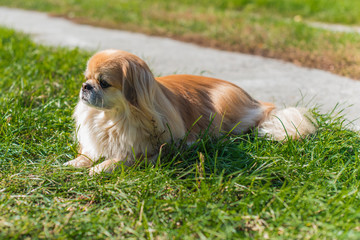 Cute and funny red light pekingese dog in autumn park playing with leaves and joyful. Best human friend. Pretty mature dog in garden around sunlight 