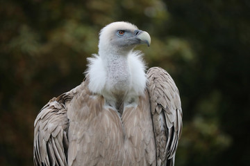 Griffon vulture (gyps fulvus) in frontal view