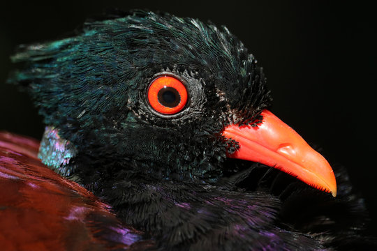 Head of a green-naped pheasant-pigeon (otidiphaps nobilis nobilis) in profile view with a bright red eye and beak