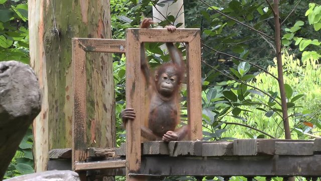 little orangutan in zoo