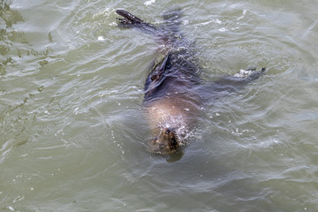 Sea Lion at Fishermans warf