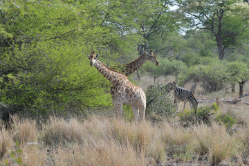 Giraffen und Zebras im Krüger National Park Südafrika
