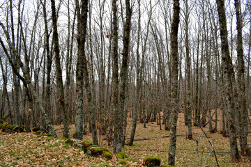 Bosque de caastaños