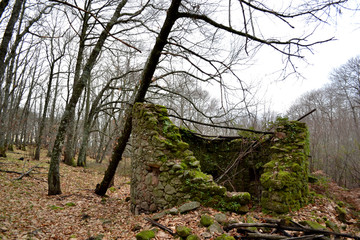 Ruinas en bosque de castaños